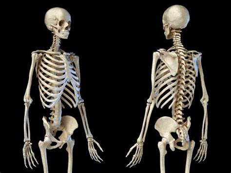 Front And Back Perspective Views Of Upper Body Human Skeleton Black