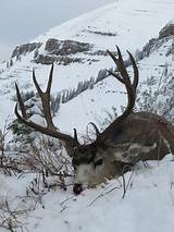 Wyoming Deer Hunting Outfitters Pictures