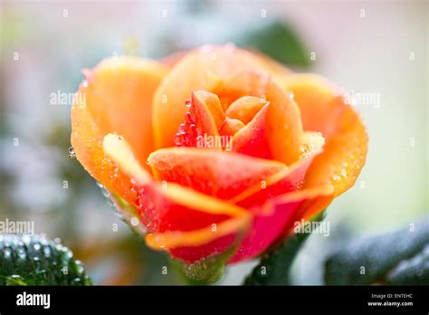 Close Up Of Rose Flower Stock Photo Alamy