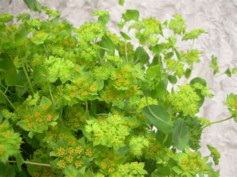 Styrofoam ball (fake snow) 2. Bupleurum Extract 100g
