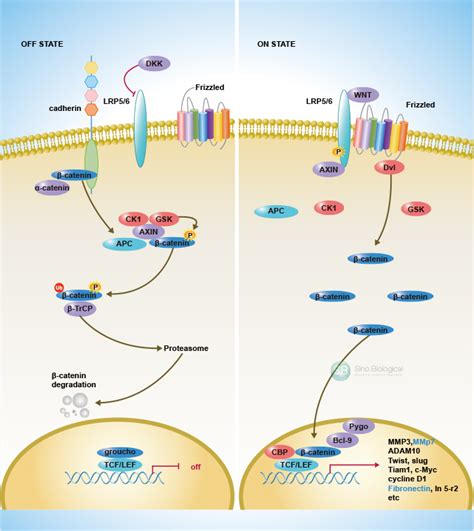 Sino Biological: Canonical Wnt Pathway