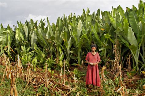 Solving Hunger In Ethiopia By Turning To Native Crops