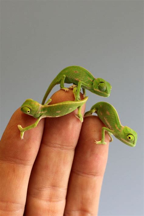 These Baby Chameleons Will Provide Your Daily Dose Of Squee Baby