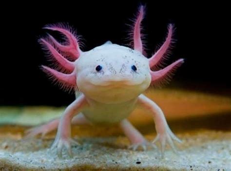 Dwarf Axolotl