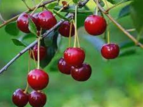 8 Different Types Of Cherries With Images Asian Recipe