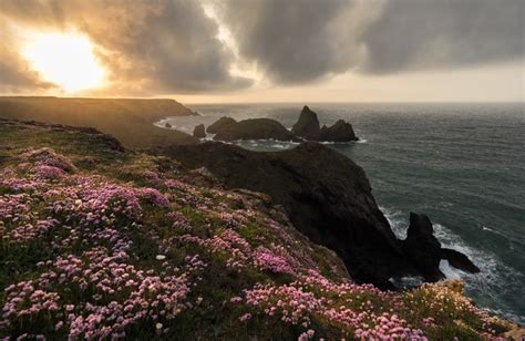 1920x1200 Sunset Sunlight Flowers Rose Pink Roses Nature Landscape