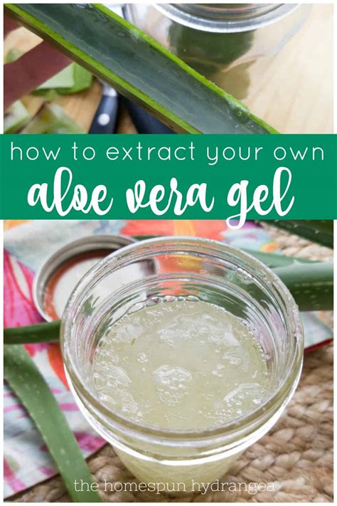 How To Make Aloe Vera Gel Using Fresh Aloe Plant