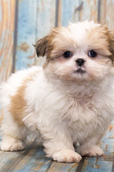 Shih Tzu Puppy Shih Tzu Dog Puppy Dog Photos Puppies Shih Tzu Puppy