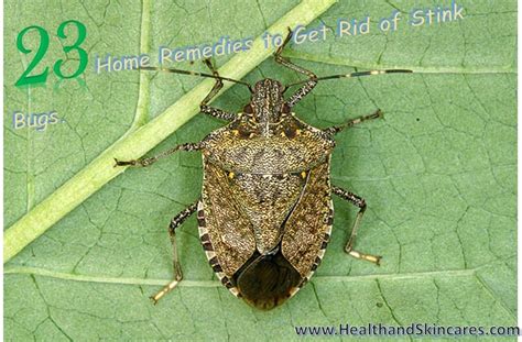 23 Home Remedies To Get Rid Of Stink Bugs Stink Bugs Stink Bug Trap
