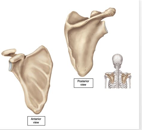 Clavicle And Scapula Diagram Quizlet