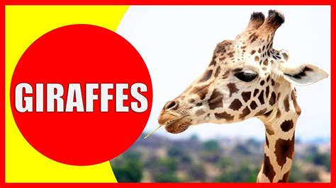Watch the fun facts video, its fun for kids and children of all ages and ideal for homework help and great resource for schools and teachers. GIRAFFE VIDEOS FOR KIDS - Facts about Giraffes for ...