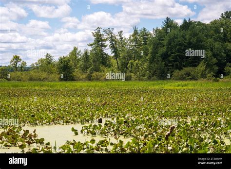 Jamestown Audubon Center and Sanctuary in New York Stock Photo - Alamy