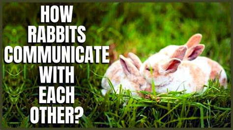 Ways That Rabbits Communicate With Each Other Youtube