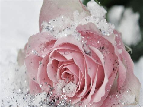 Winter Bouquets Wallpapers Wallpaper Cave