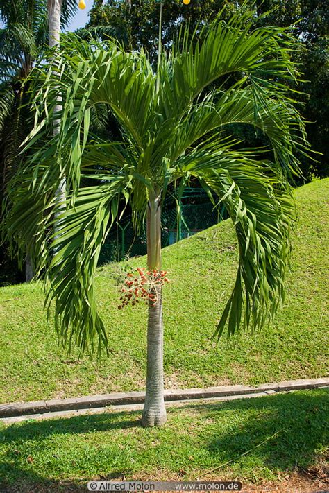 Photo Of Royal Palm Mersing East Coast Malaysia Added Image Ma45687