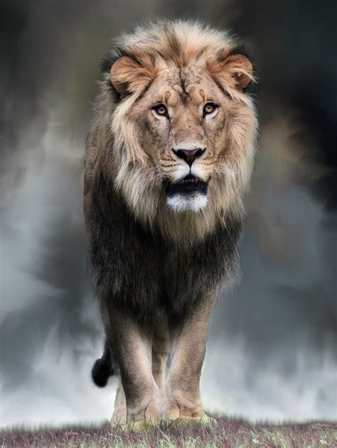 Majestic By Johanne Dauphinais On 500px Lion Photography Lion Spirit