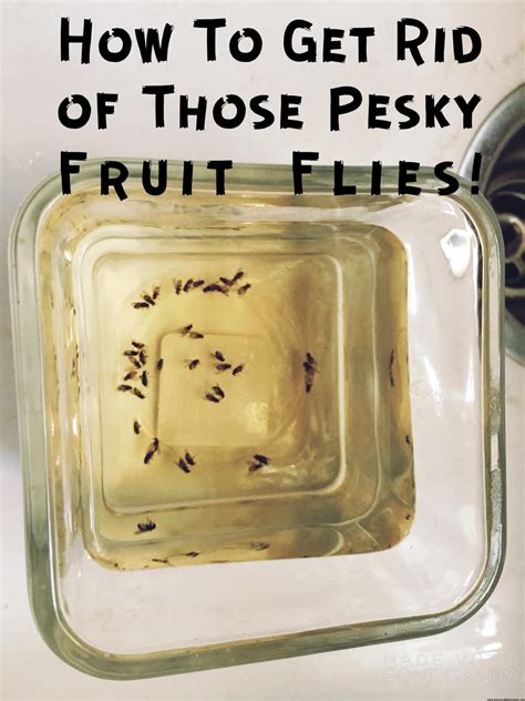 Your garden supply and advice hq. How To Get Rid of Fruit Flies - Honeysuckle Footprints