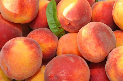 Key Points Whether To Grow Peaches What Grows There Hugh Conlon