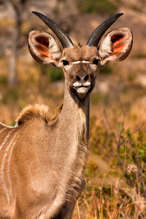 Download high quality african clip art from our collection of 65,000,000 clip art graphics. Free photo: Young Kudu - Africa, Picture, Maroon - Free ...