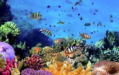 Hintergrundbilder Bunte Fische Tropische Unterwasser Korallen Meer