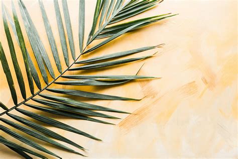 Why And How To Celebrate Palm Sunday — Branch Living