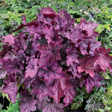This mesmerizing coral bell has silver leaves with almost black veins, imbued with pink highlights in cooler weather (spring and fall). Heuchera 'Spellbound' Fancy-leaf Coral Bells The plant ...