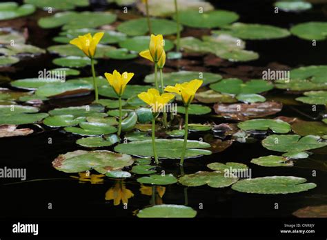 Water Lily Plant Flowers High Resolution Stock Photography And Images