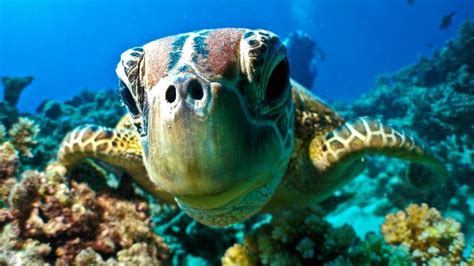 Great Barrier Reef Dive And Snorkel Port Douglas Australia Youtube