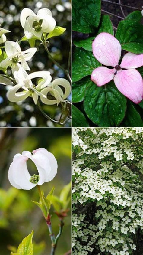 Types of flowering dogwood trees (with pictures). Flowering Dogwood UK. Cornus Kousa & Cornus Florida for Sale