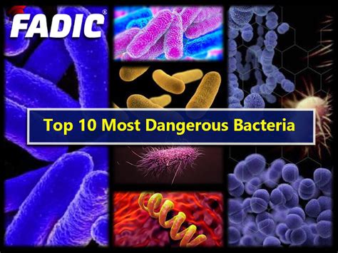 Top 10 Most Dangerous Bacteria On Earth Deadly Bacteria