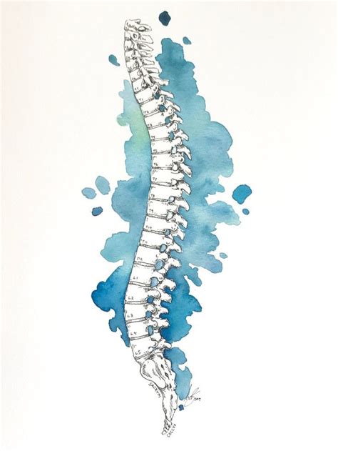 columna vertebral acuarela imprimir anatomía arte medical wall etsy españa anatomy art