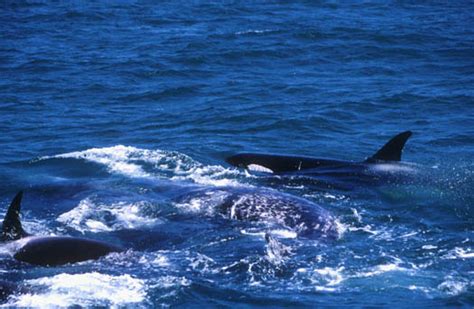 Monterey Bay Whale Watch Photo Killer Whales Surround Gray Whale Calf