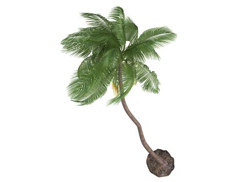 Coconut Or Cocos Nucifera Environment Isolation Isolated Leafy Png