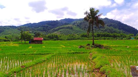 Keingintahuanku membuatku selalu menoleh ke rumah bersebelah sawah itu setiap kali kukayuh sepeda melewatinya. Lukisan Pemandangan Sawah Padi Di Kampung | Cikimm.com