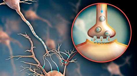 Identifican Investigadores Neuronas Vinculadas A La Agresividad Invdes