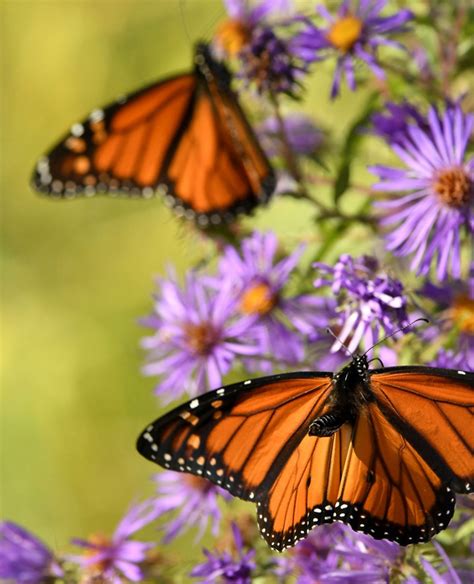 The vast majority of butterflies eat nectar from flowers. Plants For Monarch Caterpillars - How To Attract Monarch ...