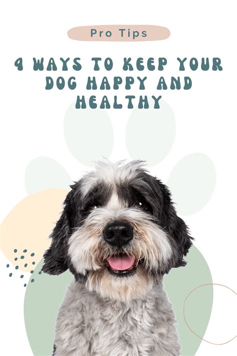 4 Ways To Keep Your Dog Happy And Healthy Tamara Like Camera