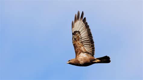 Common Buzzard Facts And Information Trees For Life