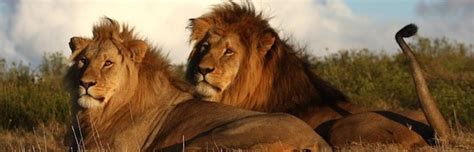Lion Evolution And Subspecies Feline Facts And Information