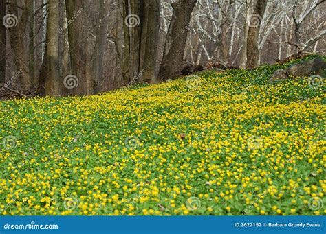 Field Of Yellow Flowers Stock Photo Image Of Garden Peaceful 2622152