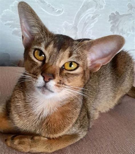 Cat names home male cat names female cat names. 300 Royal Cat Names - The Paws
