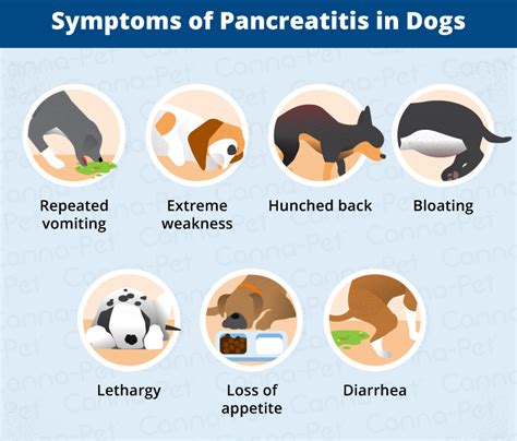 Pancreatitis In Dogs Symptoms Causes And More Canna Pet