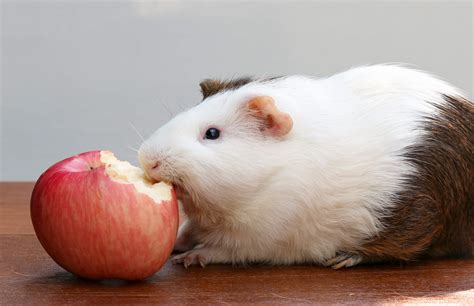What Fruits Can Guinea Pigs Eat What You Need To Know Pet Keen