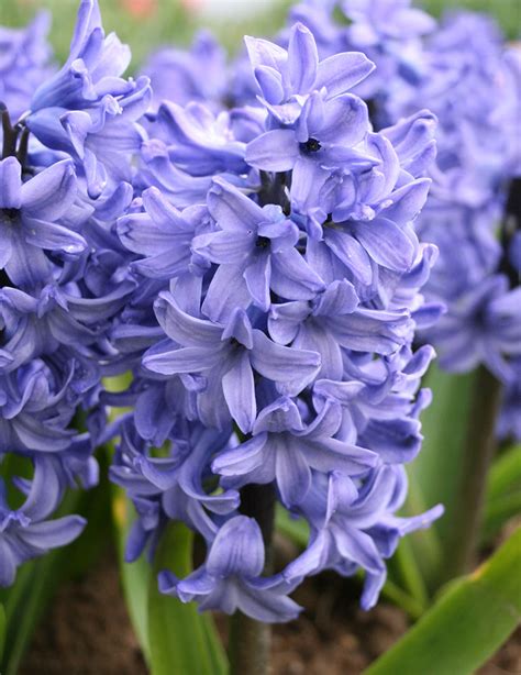 Dutch Blue And White Hyacinth Collection Holland Bulb