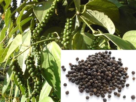 Black Pepper Cultivation Information Guide