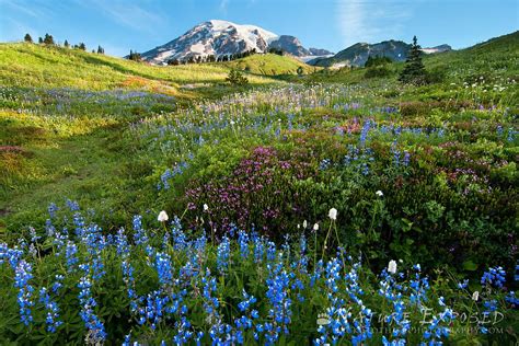 Mount Rainier From A Wildflower Filled Meadow This Image Was Made