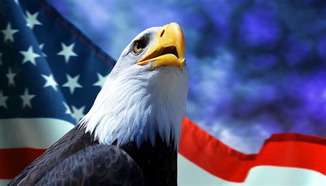 American Flag With Bald Eagle Photos Cantik