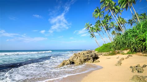 Palm Trees Green Bushes Plants On Beach Sand And Ocean Waves Under Blue