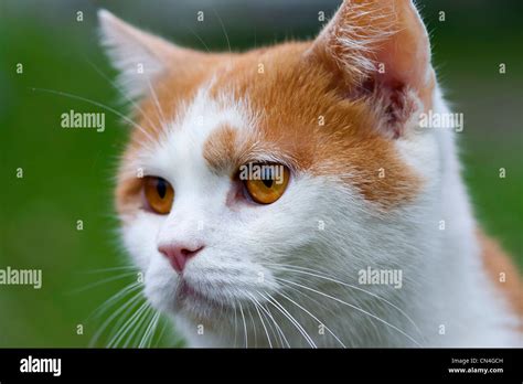 Domestic Cat Gingery Cat Stock Photo Alamy