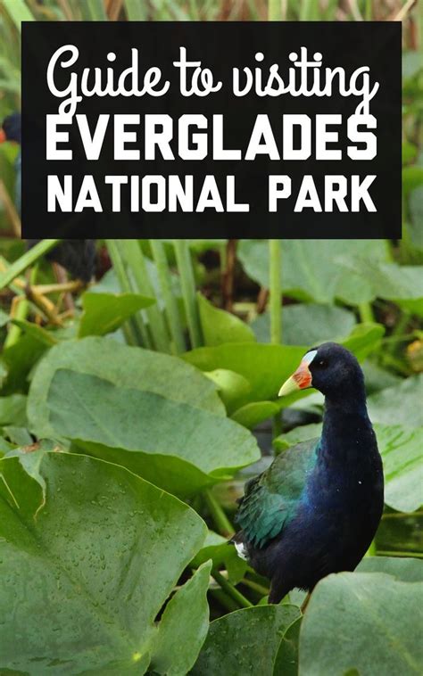 The Ultimate Guide To Visiting Everglades National Park Everglades